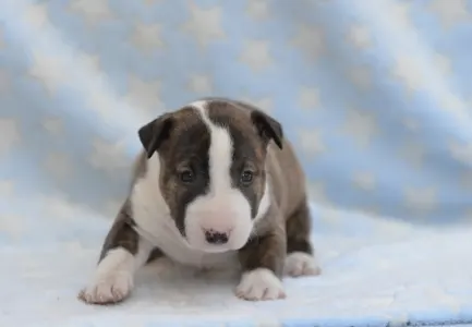 Miniatűr bullterrier - Nolan