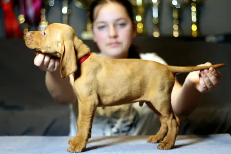 Wyżeł węgierski krótkowłosy - Pörgelóci Ferrari