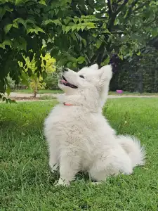 Szamojéd - Happy Hómancs Barka "yuki"