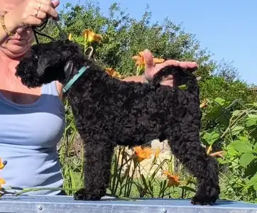 Kerry Blue Terrier - Badacsonyalja Dorian Blue Prince – Szeretettel Nevelt Kerry Blue Terrier Kan