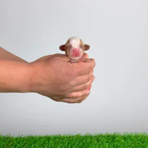 Cavalier King Charles Spaniel - Key