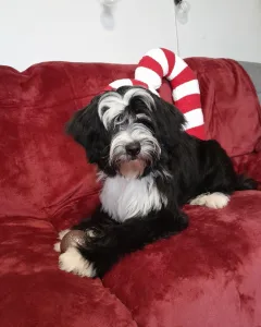 Tibetan Terrier - Josephine