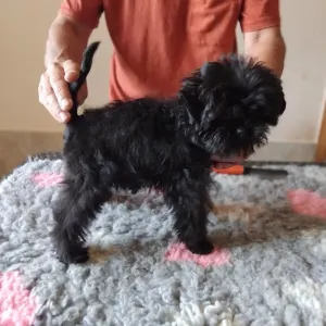 Affenpinscher - Gru