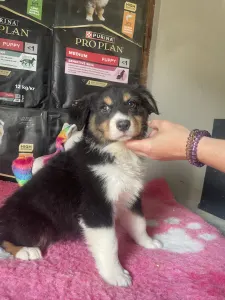 Australian Shepherd - Black Tri Kan/ Male Nbt Piros Nyakörv