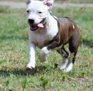 American Staffordshire Terrier - Sancy Secret