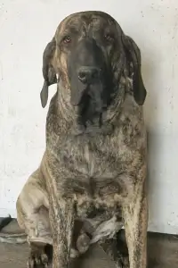 Brazil masztiff - Hektor De Oro Puro