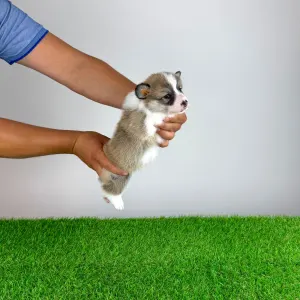 Welsh Corgi Pembroke - Dazzler