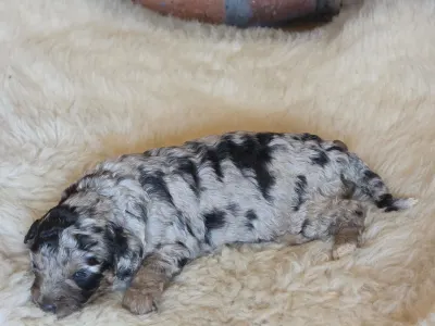 Cavapoo - Naomi