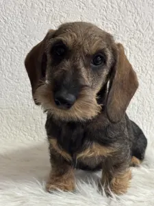 Dackel - Pearls Of Seven Hills Becky