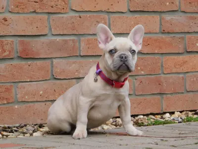Francia bulldog - Stella 
