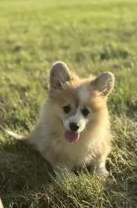 Welsh Corgi Pembroke - Amira Royal Treasure 
