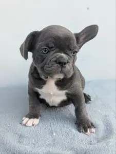 Bulldog francez - Arthur