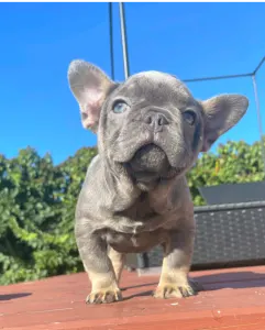 Французский бульдог - Mirjam