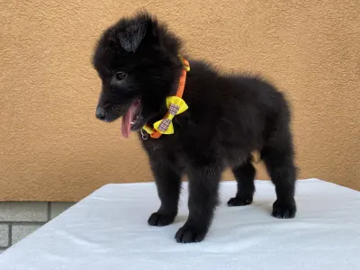 Belga juhászkutya - Gerőcsvári Black Diamond Hetty