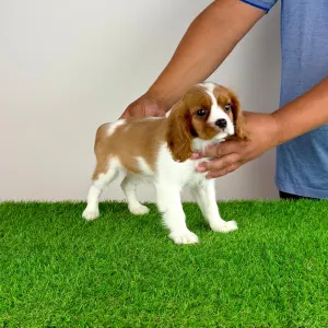 Cavalier King Charles Spaniel - Tabita