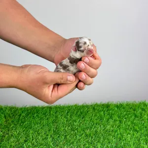 Chihuahua - Chocolatta