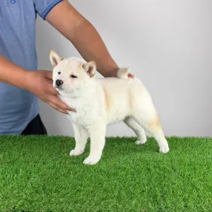 Shiba - Jakuen