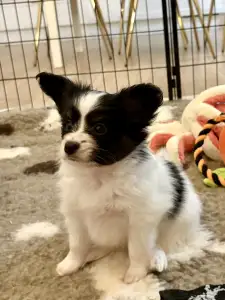 Papillon - Angyali Pillangó Bíborka