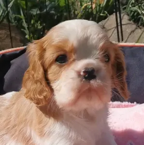 Cavalier King Charles spániel - Hanga