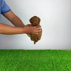 Caniche Nain - Tami