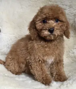 Cavapoo - Mona