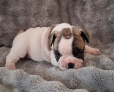 Bulldog francez - Hulk From Lilis Breed