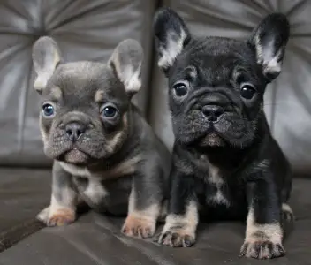 Francia bulldog - Whisper 
