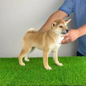 Shiba - Inna