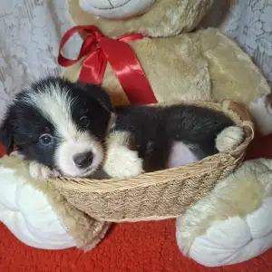 Border Collie - Dazzling Borders Beat Of My Heart