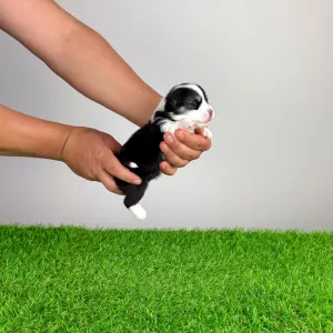 Welsh Corgi Pembroke - Yeska