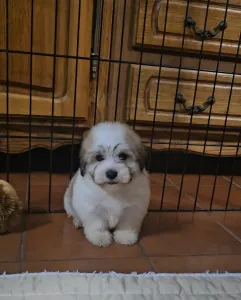 Havanese - Matt