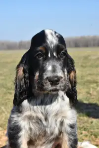 Angol Cocker spániel - Smart Cocker The Willpower