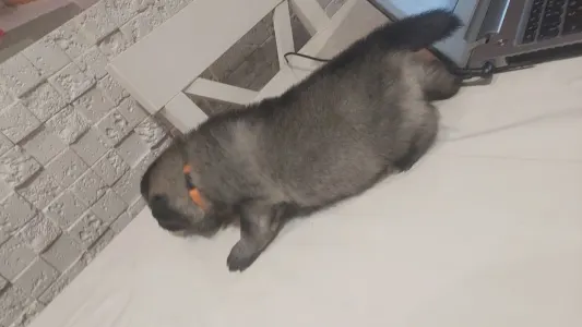 Wolfsspitz - Silver Whirl Baby Gold Star