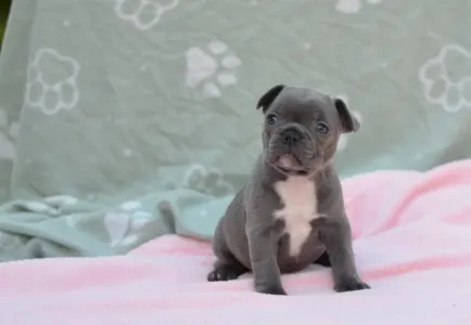 Francouzský buldoček - Milady