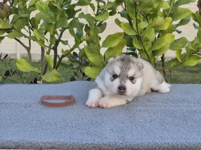 Sibiřský husky - Brown Boy