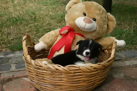Border Collie - Dazzling Borders Braveheart