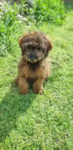 Trpasličí pudl - Dió