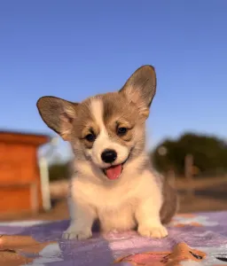 Pembroke Welsh Corgi - Cornelius