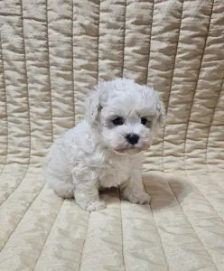 Bichon Frise - Nathan