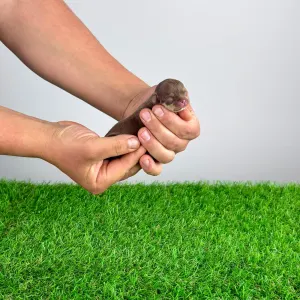 Chihuahua - Chiquita