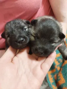 Wolfsspitz - Silver Whirl Bella Fortuna