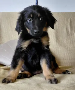 Hovawart - Buda Side Caroll Christmas 