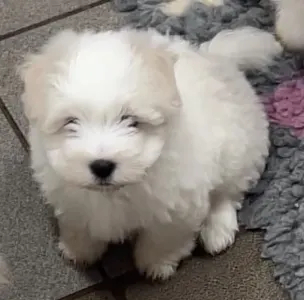 Coton de Tulear - Bono