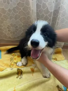 Border Collie - Dazzling Borders Alexander The Moonlight Dancer 