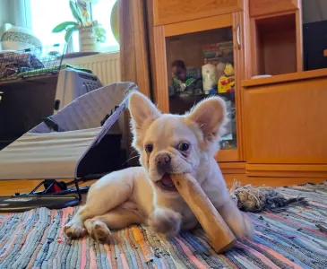 Francia bulldog - Nepomuk (fluffy)