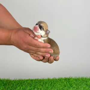 Welsh Corgi Pembroke - Aruna