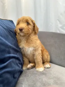 Labradoodle - Dertons Muffin