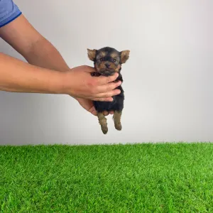 Yorkshire Terrier - Jelly