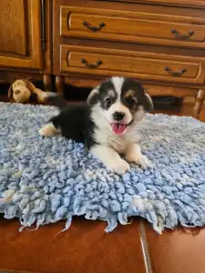 Welsh Corgi Pembroke - Evelyn