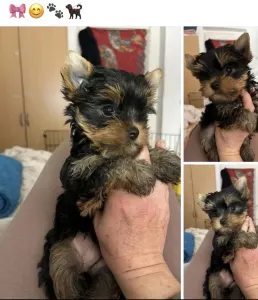 Yorkshire Terrier - Helga